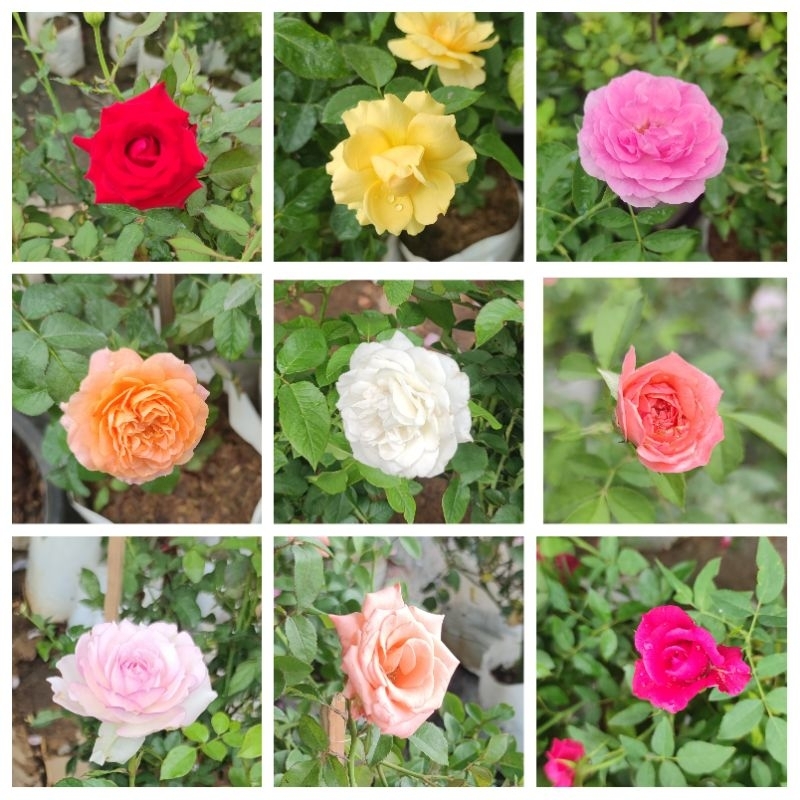 ต้นกุหลาบ สีชมพู/สีแดง/สีเหลือง/สีชมพูอ่อน/สีครีม/สีกุหลาบ/สีโอรส/สีขาว/สีส้ม