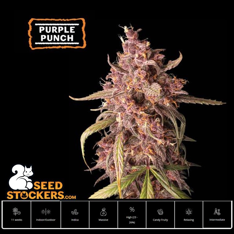 เมล็ด Purple Punch Auto - Seed Stockers