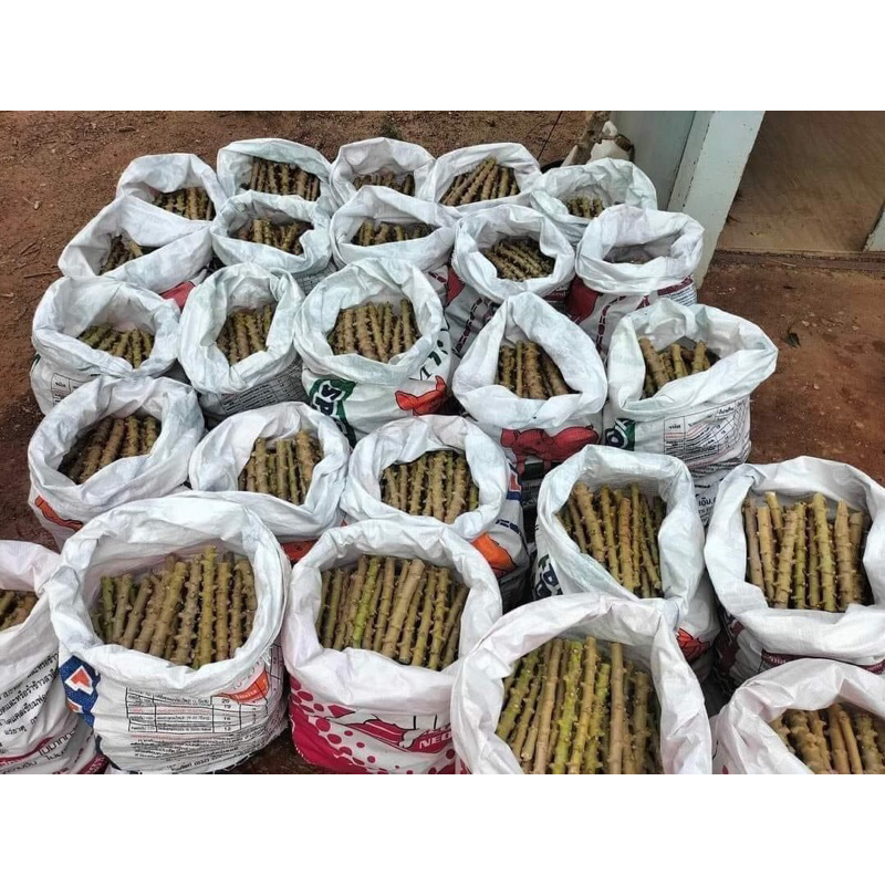 มันพวงเพชร 250 ท่อน แช่น้ำนาเร่งราก