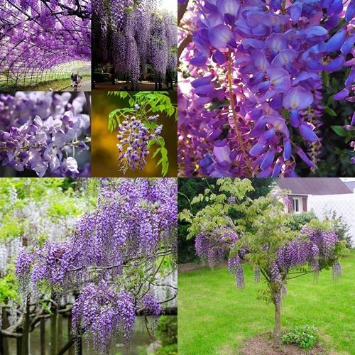 5 เมล็ด เมล็ดวิสทีเรียสีม่วง (เป็นไม้ยืนต้นหายาก อายุยืนหลายปี ออกดอกสีม่วงเป็นพวงระย้า สวยงามมาก นิยมปลูกประดับโชว์ดอก)