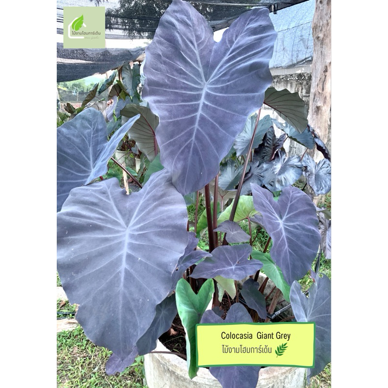 โคโลคาเซียไจแอนเกร(Colocasia Giant Grey)ไม้ฟอกอากาศ ไม้มงคล  ไม้ประดับ ไม้แต่งสวน ไม้ด่าง ไม้หายาก