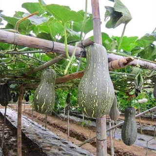 เมล็ดฟักทองใบเตยหวานมัน ทนทานโรคปลูกง่ายสั่ง2ซอง แถม1ซอง