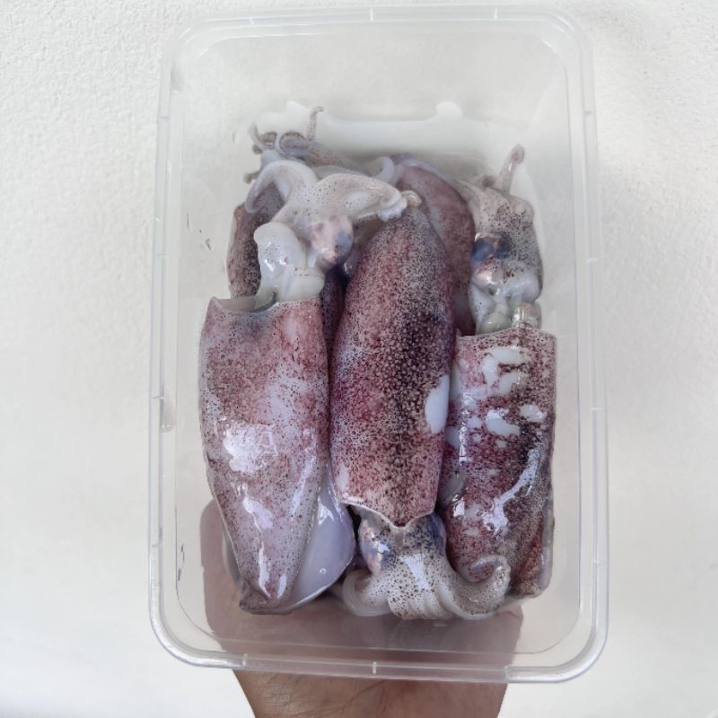 หมึกกล้วยไข่ ไซส์20-30ตัว/โล แบ่งขายกล่องละ500 กรัมและ1กิโลกรัมมีประมาณ10-15ตัวต่อกล่อง - รูปที่ 5