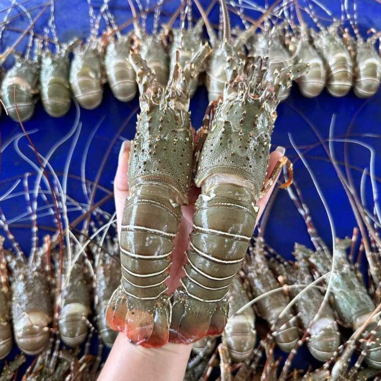 กุ้งมังกรเกรดA มีหลายไซส์ เนื้อแน่นๆ ขายเป็นตัว ราคาสุดคุ้มเป็นกุ้งสดๆจากระนอง และนำไปแช่แข็ง