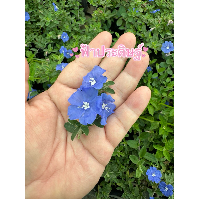 ฟ้าประดิษฐ์  แบบถุงดำ // ดอกไม้กินได้ Edible flower