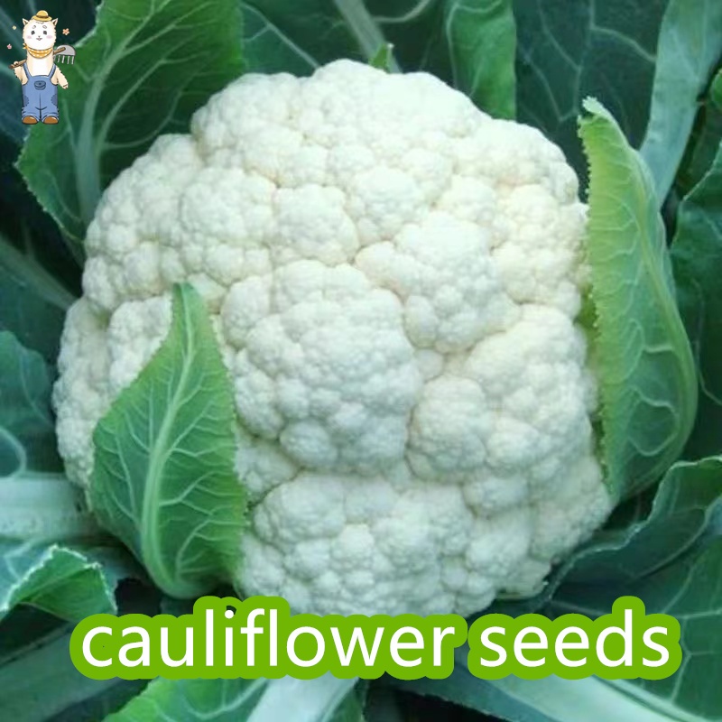 เมล็ดพันธุ์ กะหล่ำดอก 200 เมล็ด Cauliflower seed เมล็ดพันธุ์แท้ นำเข้าจากต่างประเทศ ปลูกผัก สวนครัว 