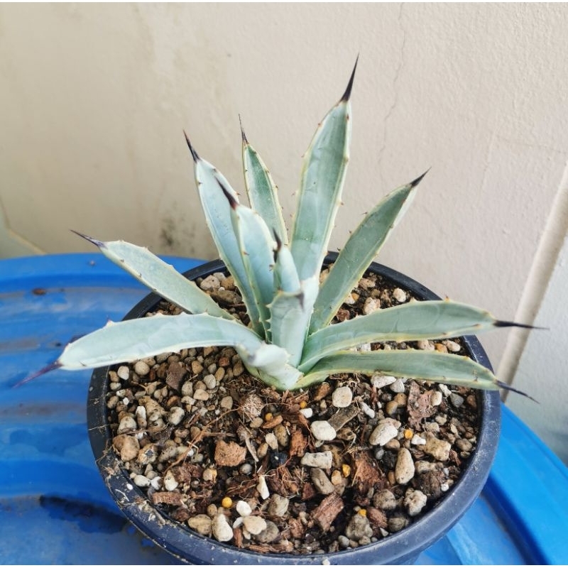 agave​  macroacantha​  variegated​🌱