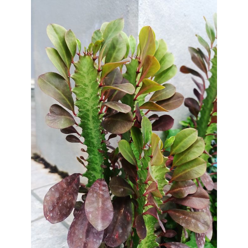 สลัดได     กิ่งตัดสด
