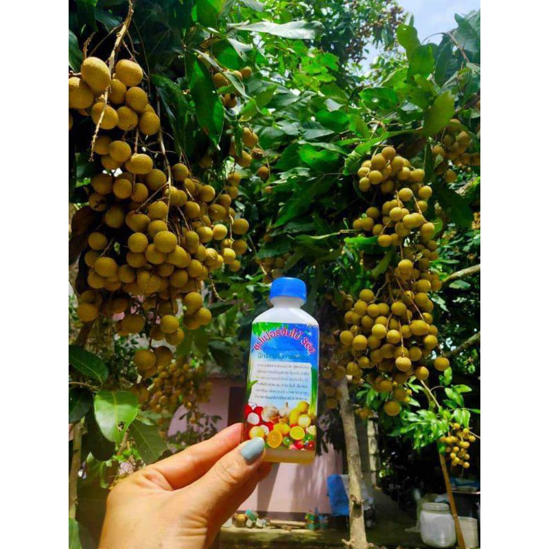 ซุปเปอร์จัมโบ้360 Amino-Gluco-Chitin ขยายผลใหญ่,โตไว,เร่งราก,ต้นแข็งแรง,ผลดก,ขั่วเหนียว ราคา ถูกที่สุด ดีลบีเคเค แกลเลอรีภาพที่ 5
