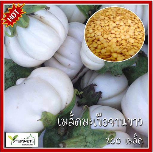 200 เมล็ด มะเขือจานขาว เมล็ดมะเขือจานขาว มะเขือจาน เมล็ดมะเขือจาน