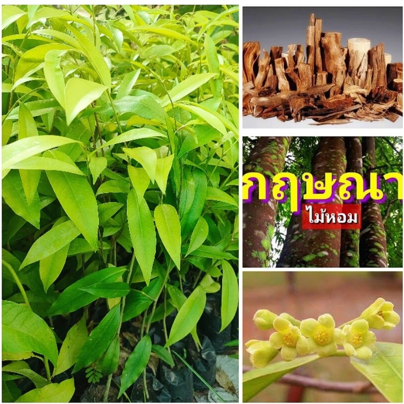 ต้นกฤษณา ไม้หอม ราคาเเพง ต้นพันธุ์เเข็งเเรงพร้อมปลูก สินค้าเสียหายยินดีเคลมฟรี