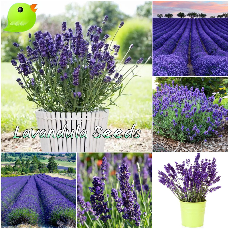 High Quality ดอกลาเวนเดอร์ Lavandula Seeds for Planting (บรรจุ 200 เมล็ด) Lavandula Angustifolia Flower Seeds