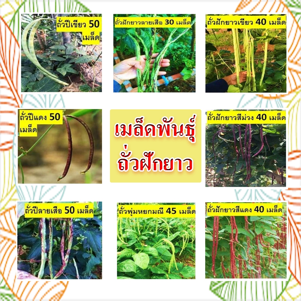 เมล็ดถั่วฝักยาวพื้นบ้าน เมล็ดพันธุ์ ปลูกต่อได้