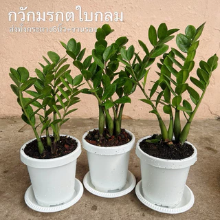 ต้นกวักมรกต : ต้นไม้มงคล : ต้นไม้ฟอกอากาศ