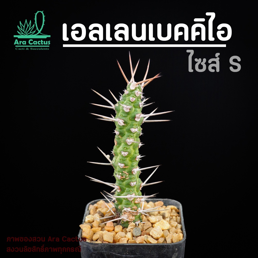 สวนขายเอง! ยูโฟเบียเอลเลน Euphorbia ellenbeckii spiralis เดี่ยวไซส์กระถาง 2 นิ้ว แคคตัส กระบองเพชร ต้นไม้ประดับ อวบน้ำ