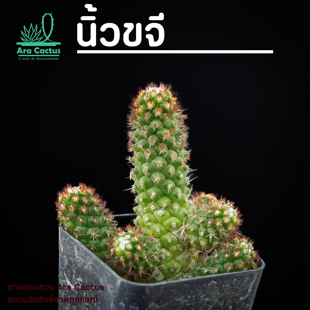 สวนขายเอง! แมมนิ้วทองหนามสั้น Mammillaria elongata bravispina ไซส์กระถาง 4 นิ้ว แคคตัส กระบองเพชร ต้นไม้ประดับ อวบน้ำ
