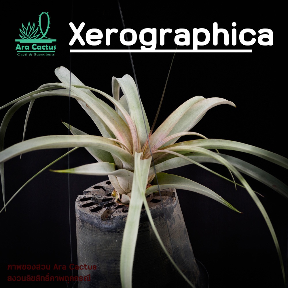 สวนขายเอง! ราชาทิลแลนเซีย พืชอากาศต้นใหญ่ Tillandsia xerographica ไม่ต้องใช้ดิน ไม้อวบน้ำ ไม่ประดับ ไม้ฟอกอากาศ