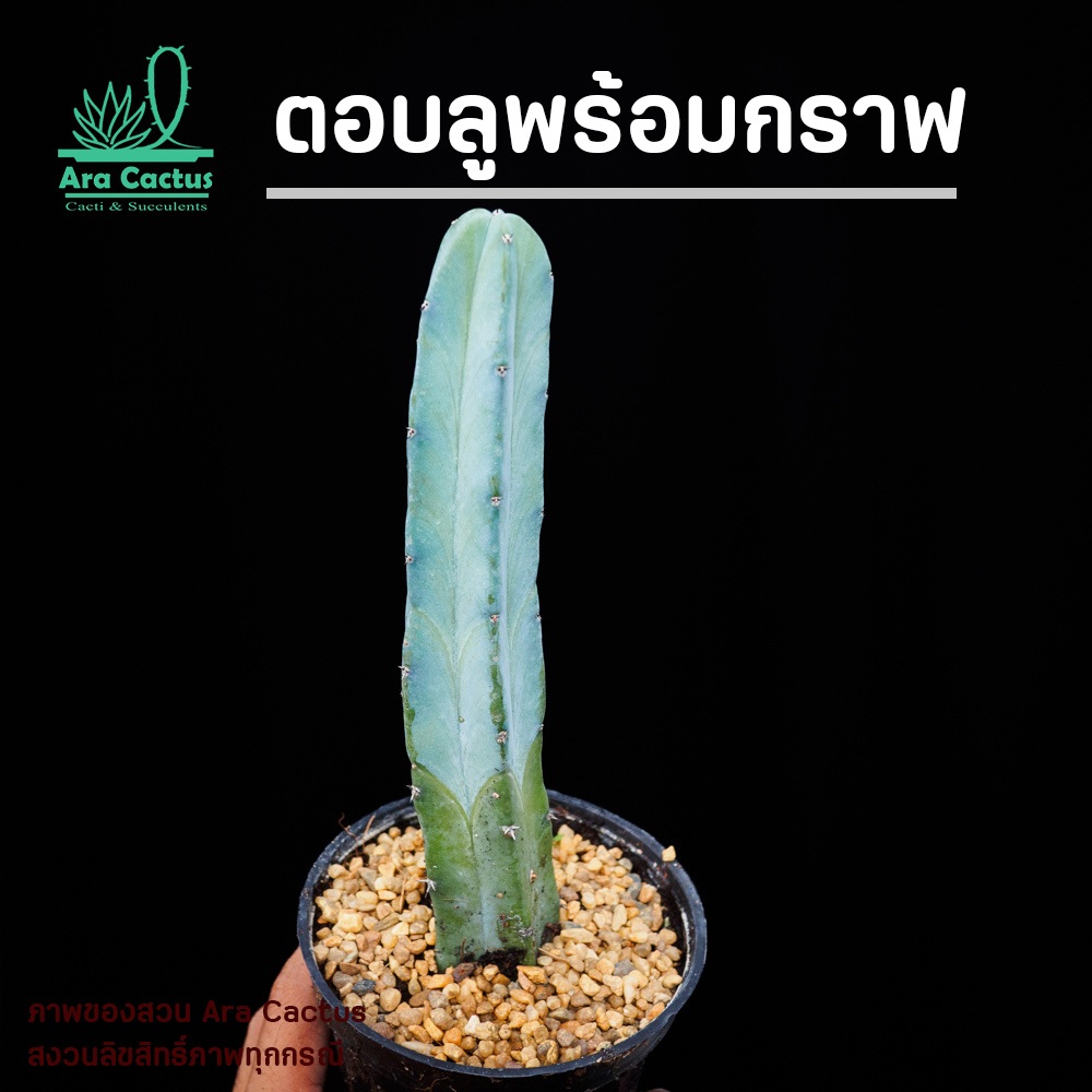 สวนขายเอง! ตอฟ้าไซส์กราฟ ตอบลู Myrtillocactus geometrizans ไซส์กระถาง 4 นิ้ว แคคตัส กระบองเพชร ต้นไม้ประดับ ตอกราฟ