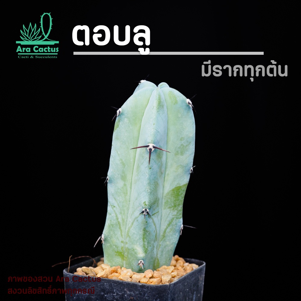 สวนขายเอง! ตอบลู ตอฟ้า Myrtillocactus geometrizans ไซส์กระถาง 2 นิ้ว แคคตัส กระบองเพชร ตอกราฟ อวบน้ำ