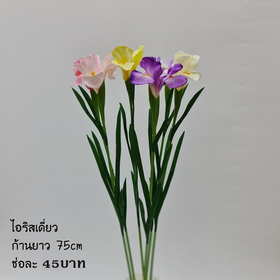 ดอกไอริสเดี่ยวปลอม 10 สี สูง 75 ซม.
