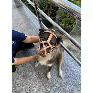 Dog Friend ตะกร้อปากสุนัขหนังแท้ Size L