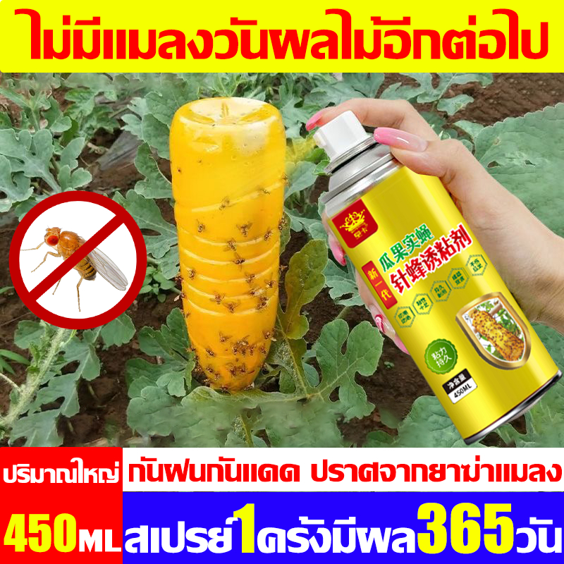 ไม่มีแมลงวันผลไม้อีกต่อไป สารล่อแมลงวันทอง 450ml สเปรย์กาว 1 ขวดใช้พื้นที่ได้20ไร่ เมทลยูจินอล ดักจับแมลงวันทอง