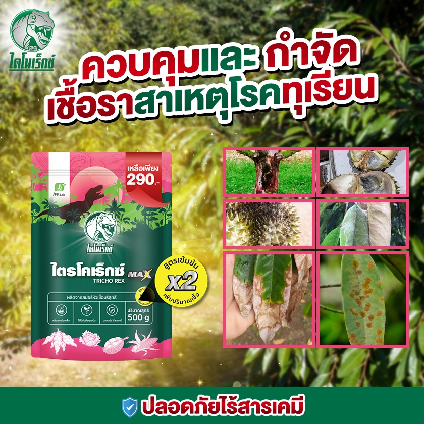 ปัญหาโรคใบไหม้ สวนทุเรียน จัดการด้วย [ไตรโคเร็กซ์ แม็กซ์] ตราไดโนเร็กซ์ ไตรโคเดอร์มา แบบผง 500 กรัม ปลอดภัยไร้สารเคมี