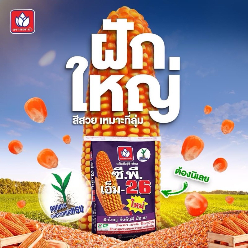 เมล็ดพันธุ์ข้าวโพด ซีพี เอ็ม-26 (3.5หุน) *ขนาด 10 กก. ฝักใหญ่ ยืนต้นดี สีได้เนื้อ เหมาะปลูกที่ลุ่ม ทนนํ้าขัง - รูปที่ 2