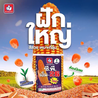 เมล็ดพันธุ์ข้าวโพด ซีพี เอ็ม-26 (3.5หุน) *ขนาด 10 กก. ฝักใหญ่ ยืนต้นดี สีได้เนื้อ เหมาะปลูกที่ลุ่ม ทนนํ้าขัง
