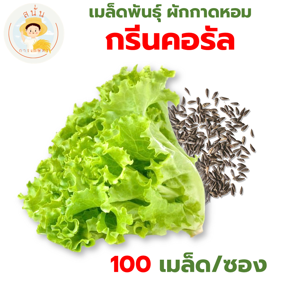 เมล็ดพันธุ์ ผักกาดหอม กรีนคอรัล (Green Coral) ปลายใบหยิก สีเขียวอ่อน ปลูกง่าย โตไว (1 ซอง 100 เมล็ด) – โปรปัง
