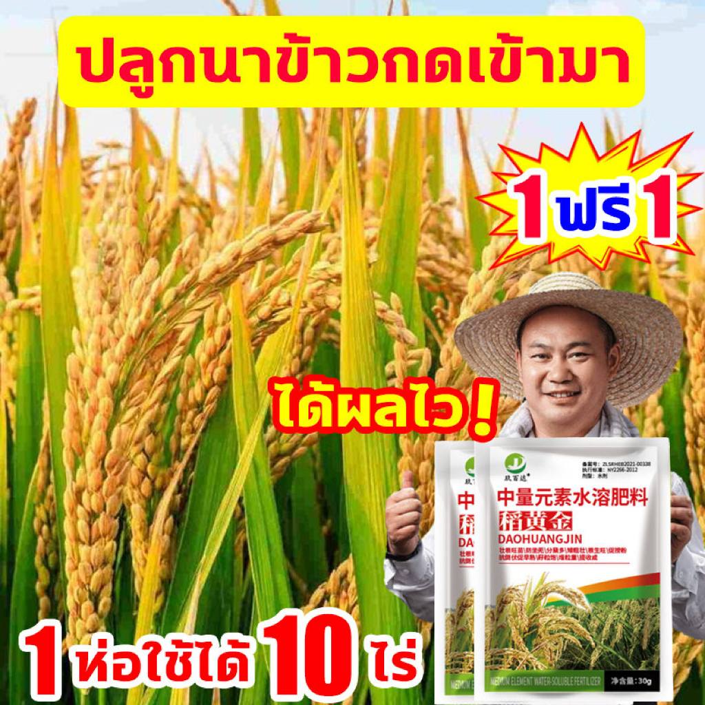 ฮอร์โมนพืช สำหรับข้าว ฮอร์โมนข้าว ปุ๋ยพิเศษสำหรับข้าว ผลผลิตเพิ่มขึ้น10เท่า อะมิโนพืช ลดการหลุดร่วง อวบทุกเม็ด