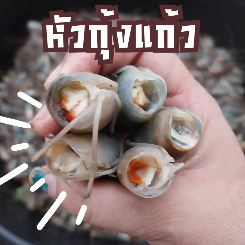 หัวกุ้งแก้ว หัวมัน แพ็ค 500 กรัม ‼️ฟรีโฟม‼️