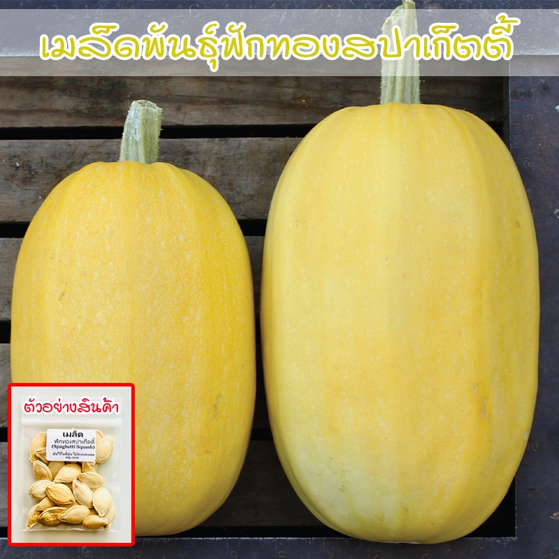 ฟักทองสปาเก็ตตี้ Spaghetti Squash เมล็ดพันธุ์ 3-7 เมล็ด ปลูกง่าย โตไว (ซื้อ 10 แถม 1 คละได้)