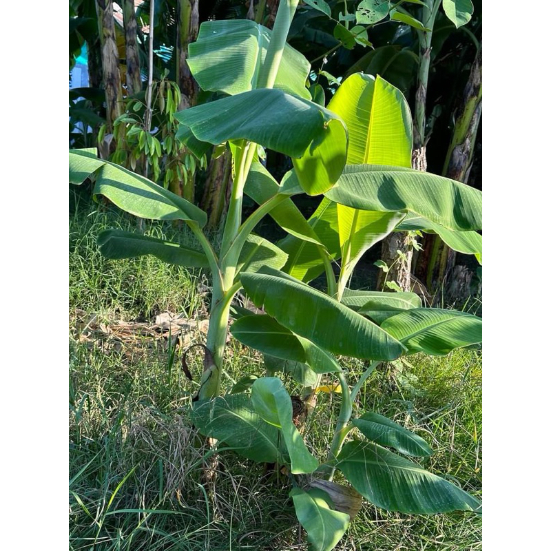 ใบตองสด~กล้วยน้ำไท🍌ขนาด1,000กรัม~40฿