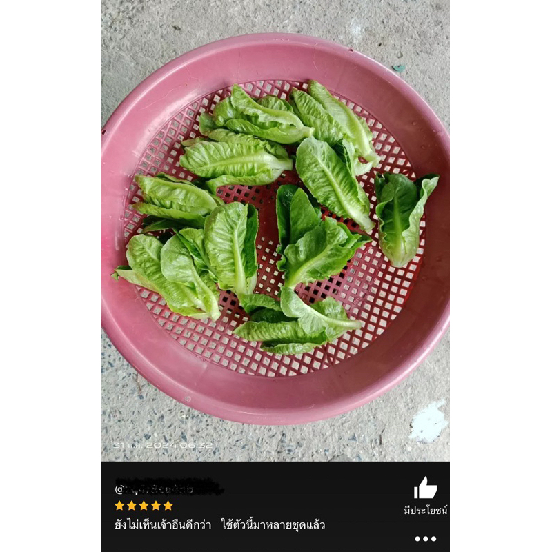 เมล็ดพันธุ์ เบบี้กรีนคอส 100 เมล็ด [ 10แถม2 ]คละได้ - รูปที่ 6