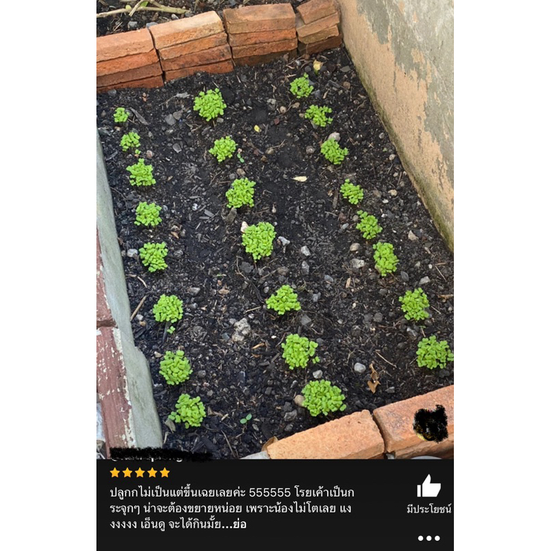 เมล็ดพันธุ์ เบบี้กรีนคอส 100 เมล็ด [ 10แถม2 ]คละได้ - รูปที่ 4