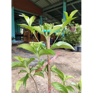 ต้นหอมเจ็ดชั้น(Tarenna wallichii) ดอกหอมไกลหอมสดชื่น ดอกออกตลอดปี
