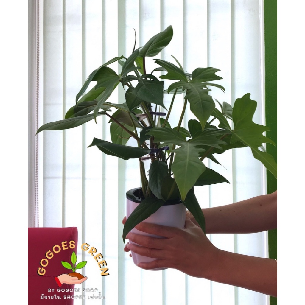 ต้นไม้ฟอกอากาศ ขนาดเล็ก ฟิโลมังกร พลูจีบ Monstera ฟิโลหูช้าง Philodendron
