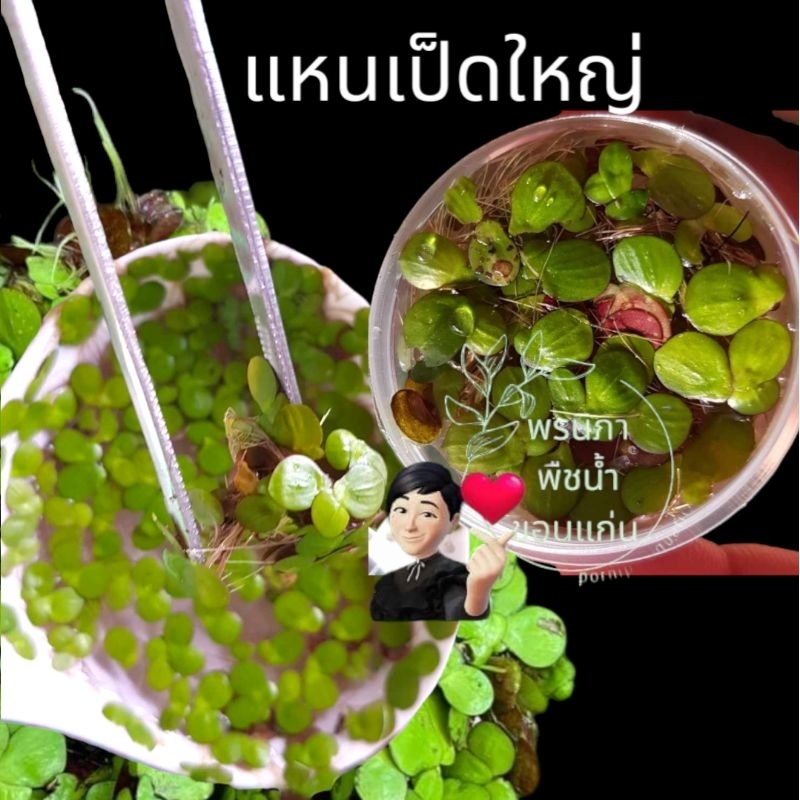 แหนเป็ดใหญ่ใช้ประดับอ่างปลาตู้ปลาสวยงาม สร้างระบบนิเวศบรรจุ 1 กล่อง