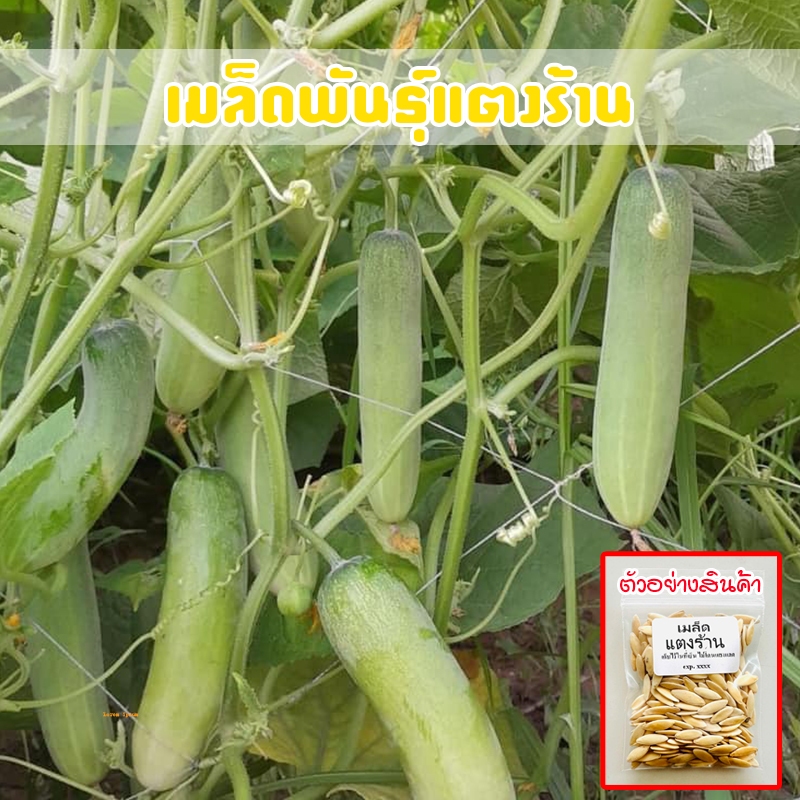 เมล็ดพันธุ์แตงร้าน 40-100 เมล็ด ปลูกได้ทุกพื้นที่ ปลูกต่อได้ [ซื้อ 10 แถม 1 คละได้]