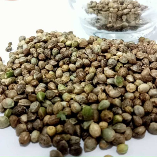 เมล็ดพันธุ์ เกริงกระเวีย Oganic 100% บรรจุ 50-100 เมล็ด