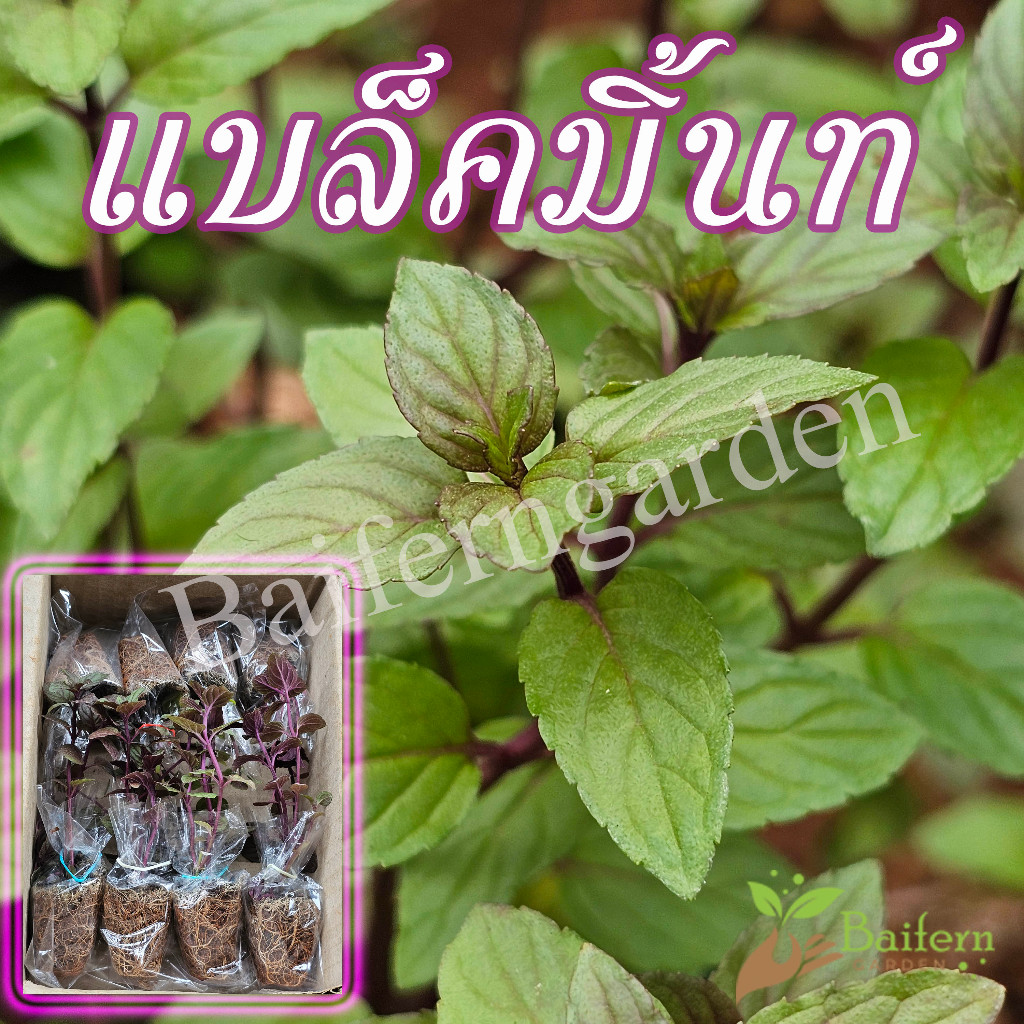 ต้นกล้าแบล็คมิ้นท์ สมุนไพรฝรั่ง เลี้ยงง่ายโตไว