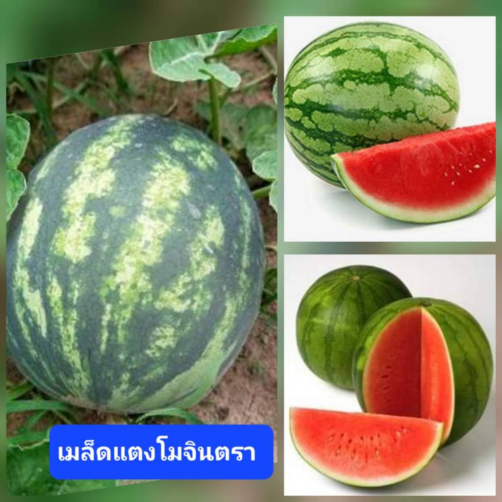 เมล็ดแตงโมจินตหรา 30 เมล็ด เมล็ดพันธุ์แตงโม เมล็ดพันธุ์แท้