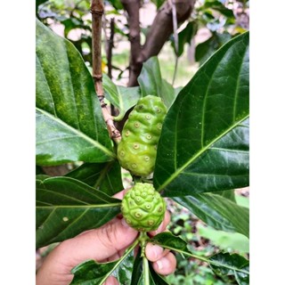 ลูกยอ สดใหม่ ปลอดสารพิษ เก็บสด 1 กิโล