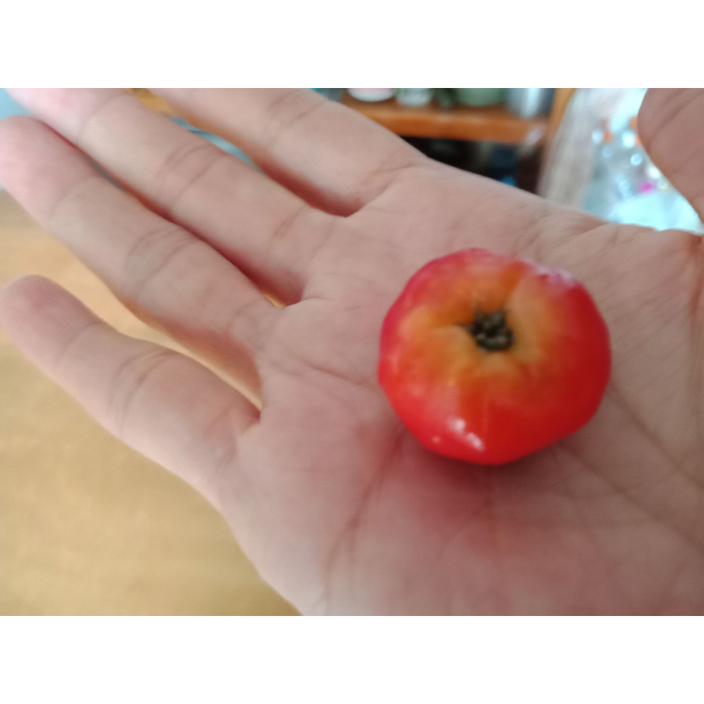 ต้นเชอร์รี่หวาน (แบบกิ่งตอน) ขนาดความสูง 60-70 ซม. - รูปที่ 7