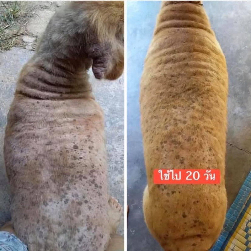 สเปรย์นาโนสุนัขผื่นคันเกาขี้เรื้อนเชื้อรายีสต์ขนไม่เกิดใช้ทุกวันเช้าเย็นโดยไม่ต้องล้างออกสเปรย์สุนัข200ml.หายคันสบายตัว