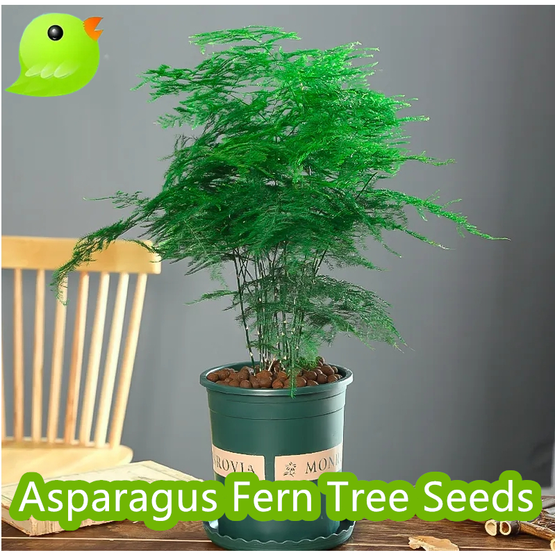 10เมล็ด/ซอง เมล็ดพันธุ์ หน่อไม้ฝรั่งเฟิร์นต้น - การันตีอัตรางอก Asparagus Fern Tree Seeds for planting