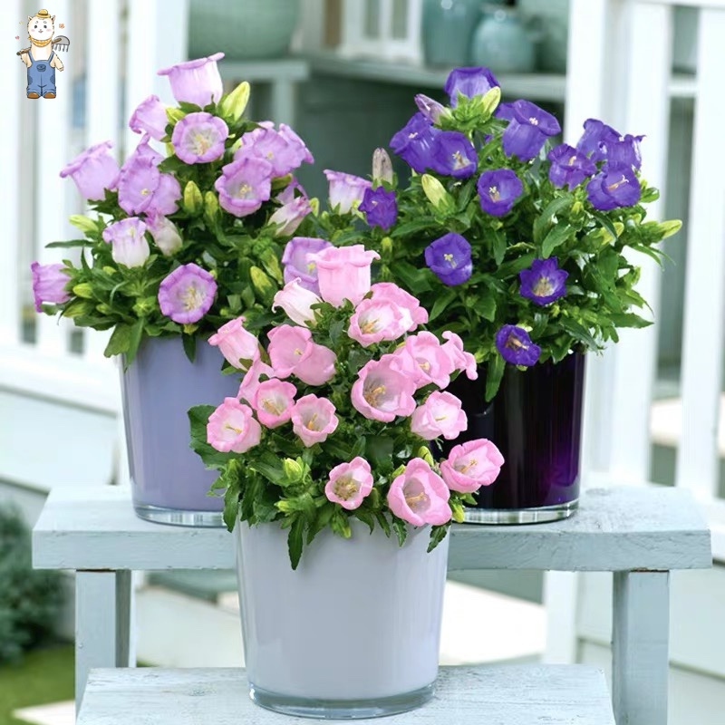 150เมล็ด เม็ดพันธุ์ เบลล์ฟลาวเวอร์ บอนสี บรรจุ สีผสม Bellflower Seeds Flower Seeds ปลูกง่าย อัตราการงอกสูง - รูปที่ 6