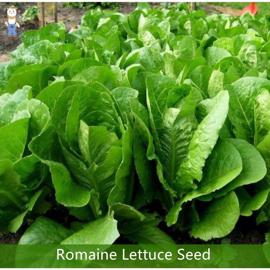 500 เมล็ด สลัดแก้ว ผักกาดแก้ว เมล็ดพันธุ์ ผักสลัด อัตราการงอกสูง Romaine Lettuce Seed 90% ขึ้น พร้อมวิธีการปลูก ซองละ