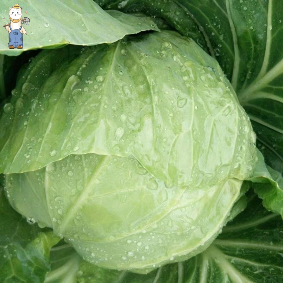 เมล็ดพันธุ์ กะหล่ำปลี เขียว กะหล่ำปลียักษ์ บรรจุ 150เมล็ด Cabbage Seed Organic Vegetable Seeds คุณภาพดี ราคาถูก ของแท้ - รูปที่ 3